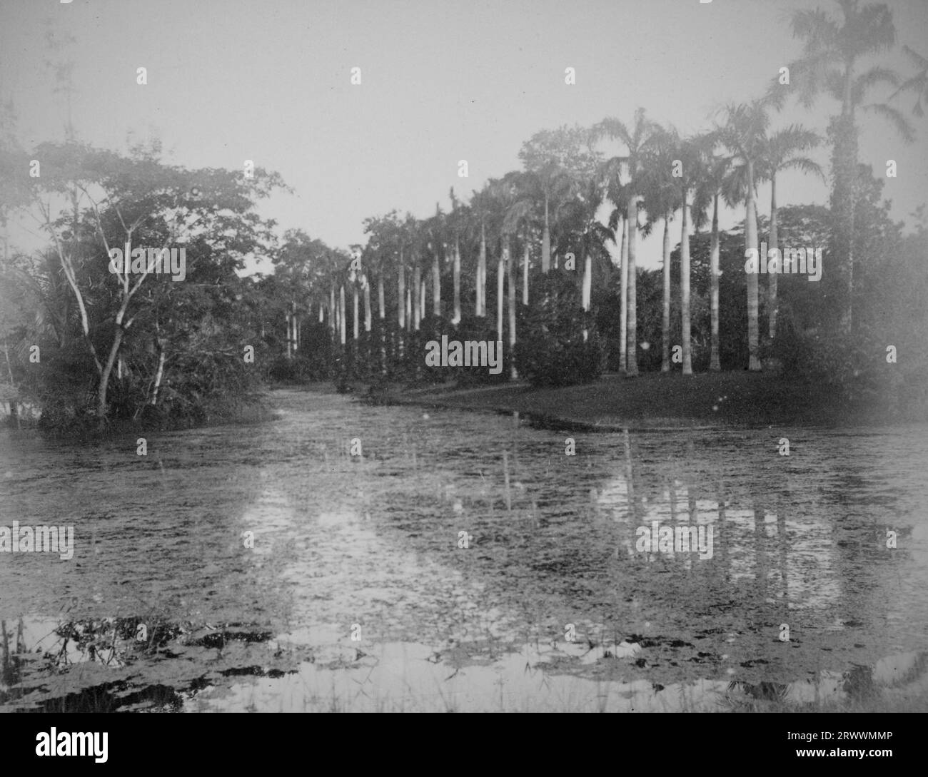Le palme fiancheggiano la riva di un grande stagno, forse i giardini botanici di Calcutta. Foto Stock