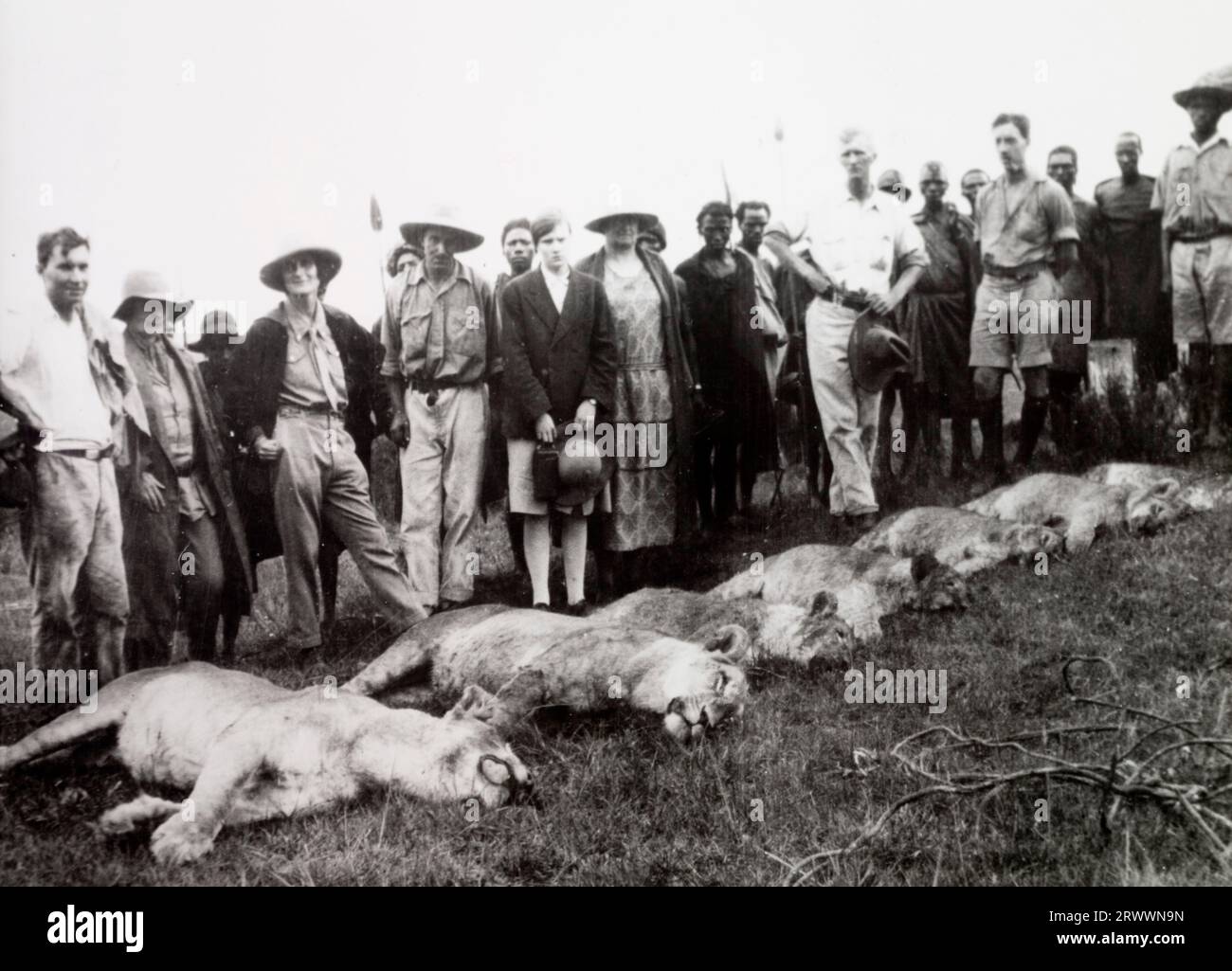 Diversi agricoltori europei e lavoratori agricoli africani si trovano sulle carcasse di sei leoni. Didascalia originale del manoscritto: Un gruppo di agricoltori con "sacco" di leoni che avevano predato il loro bestiame. Kipiri, Aberdare Mountains, circa 1930. Foto Stock