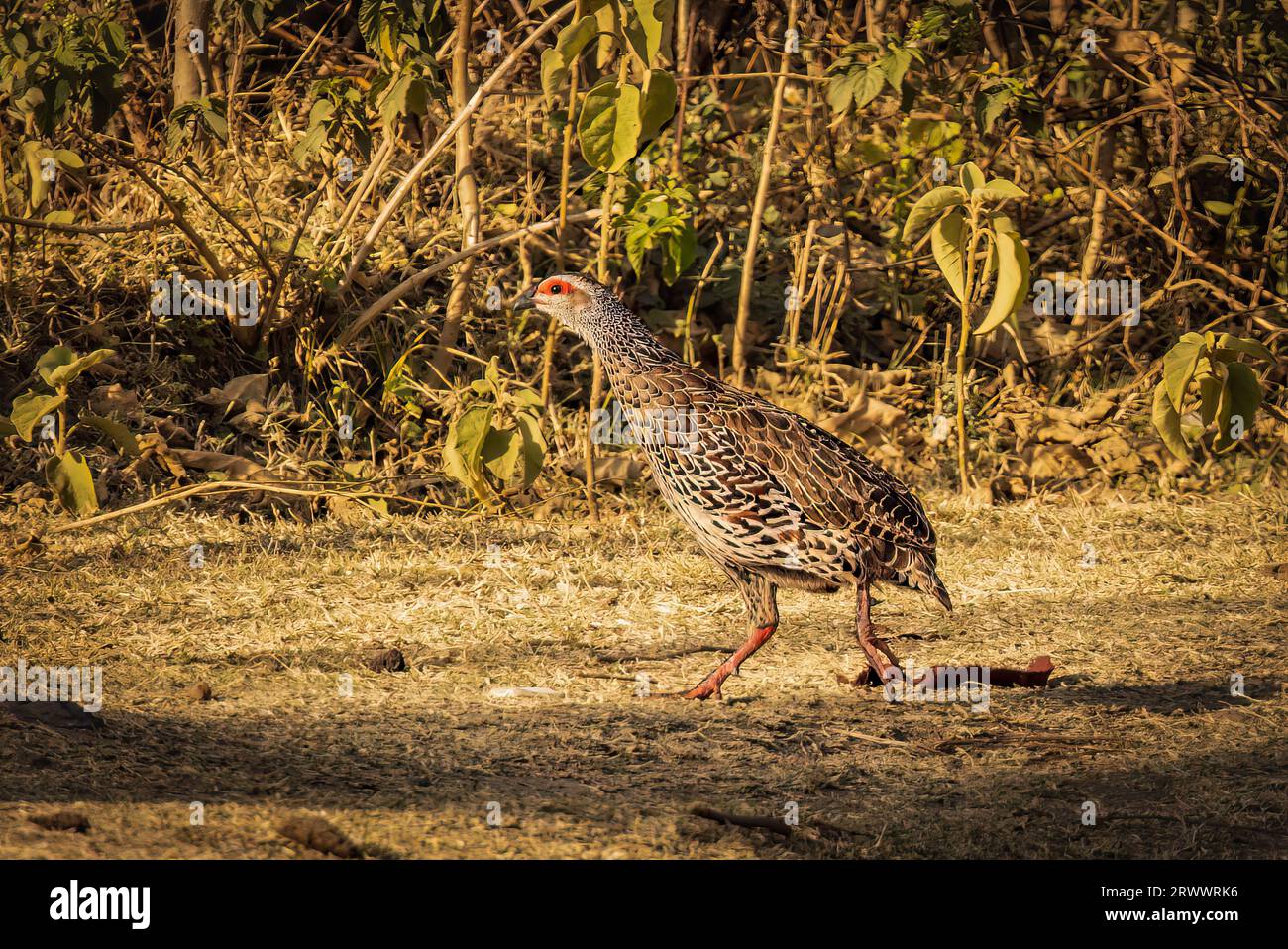 Queste faraone si nutrono di semi, bacche e insetti. Foto Stock