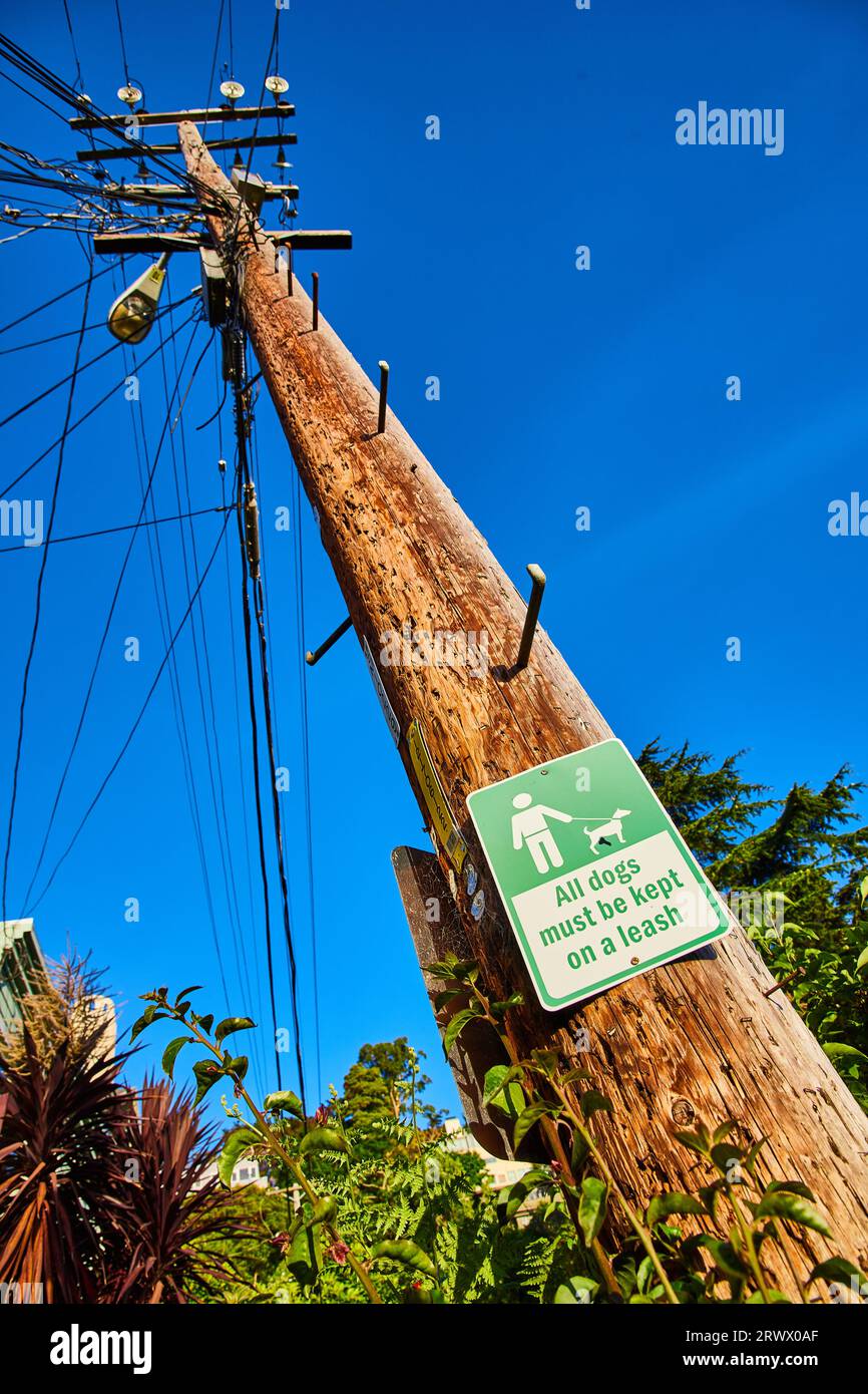 Cielo blu brillante con polo telefonico che si solleva con un cartello che dice che tutti i cani devono essere tenuti al guinzaglio Foto Stock