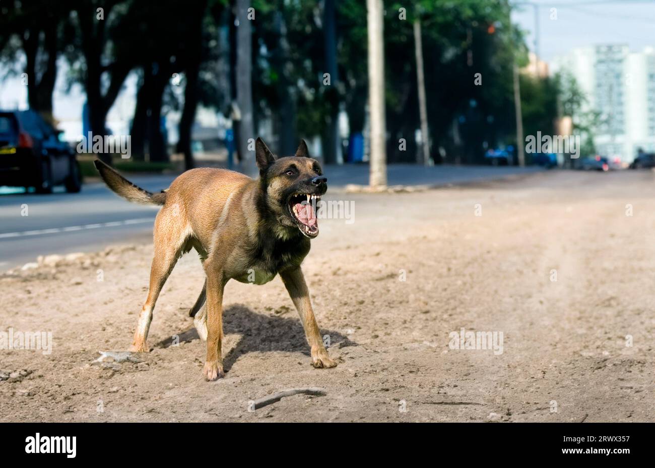 berger belge malinois agressif Foto Stock
