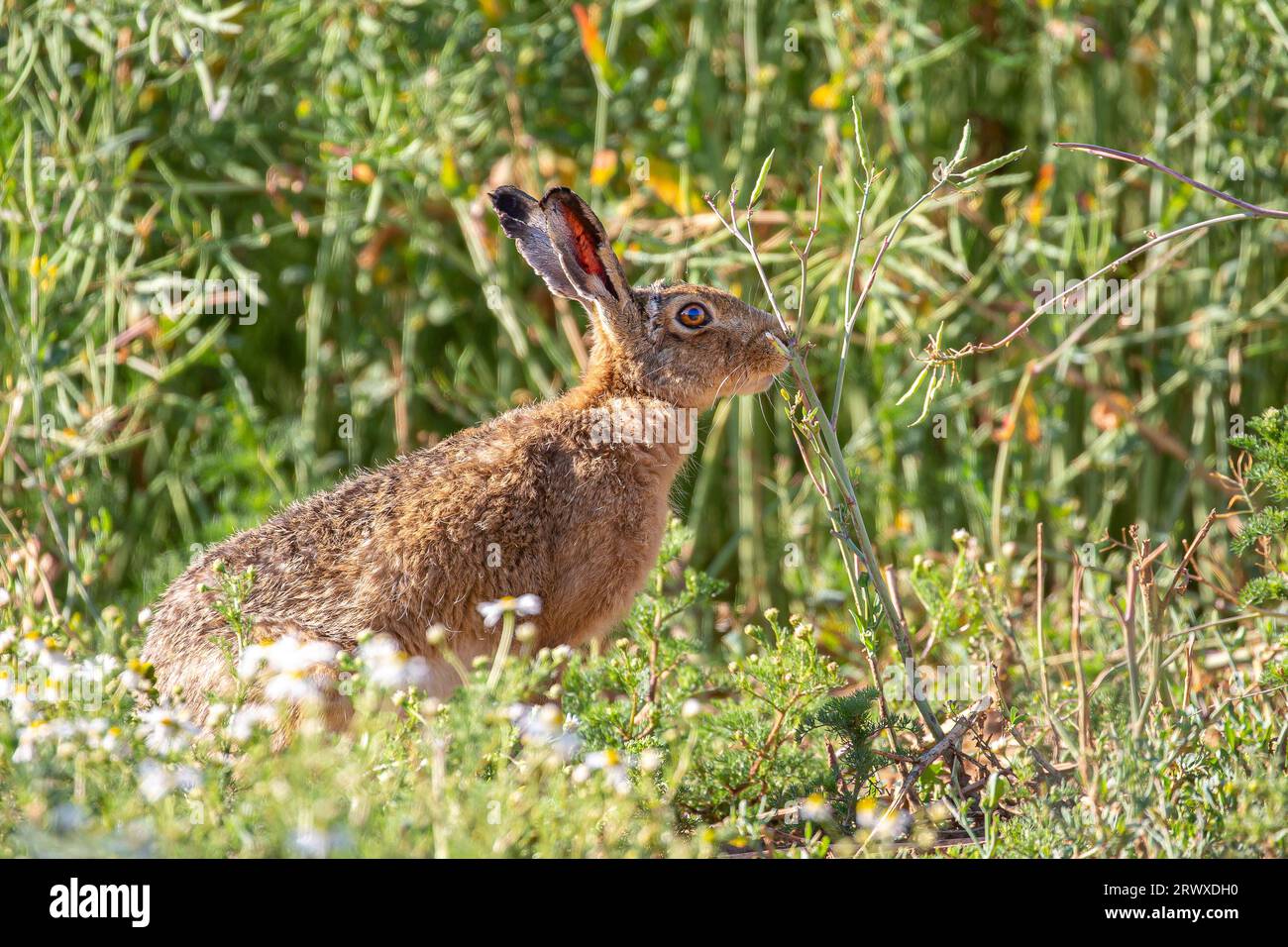 Vista laterale di una lepre bruna selvaggia e allerta (Lepus Europaeus) seduta isolata nel sottobosco di un campo di campagna, godendosi il sole estivo. Foto Stock