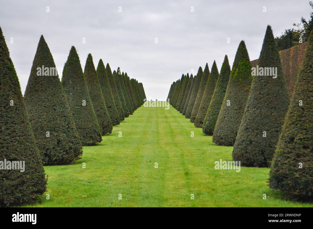 Alberi sempreverdi a forma conica su un prato curato nei giardini del Palazzo di Versailles in Francia Foto Stock