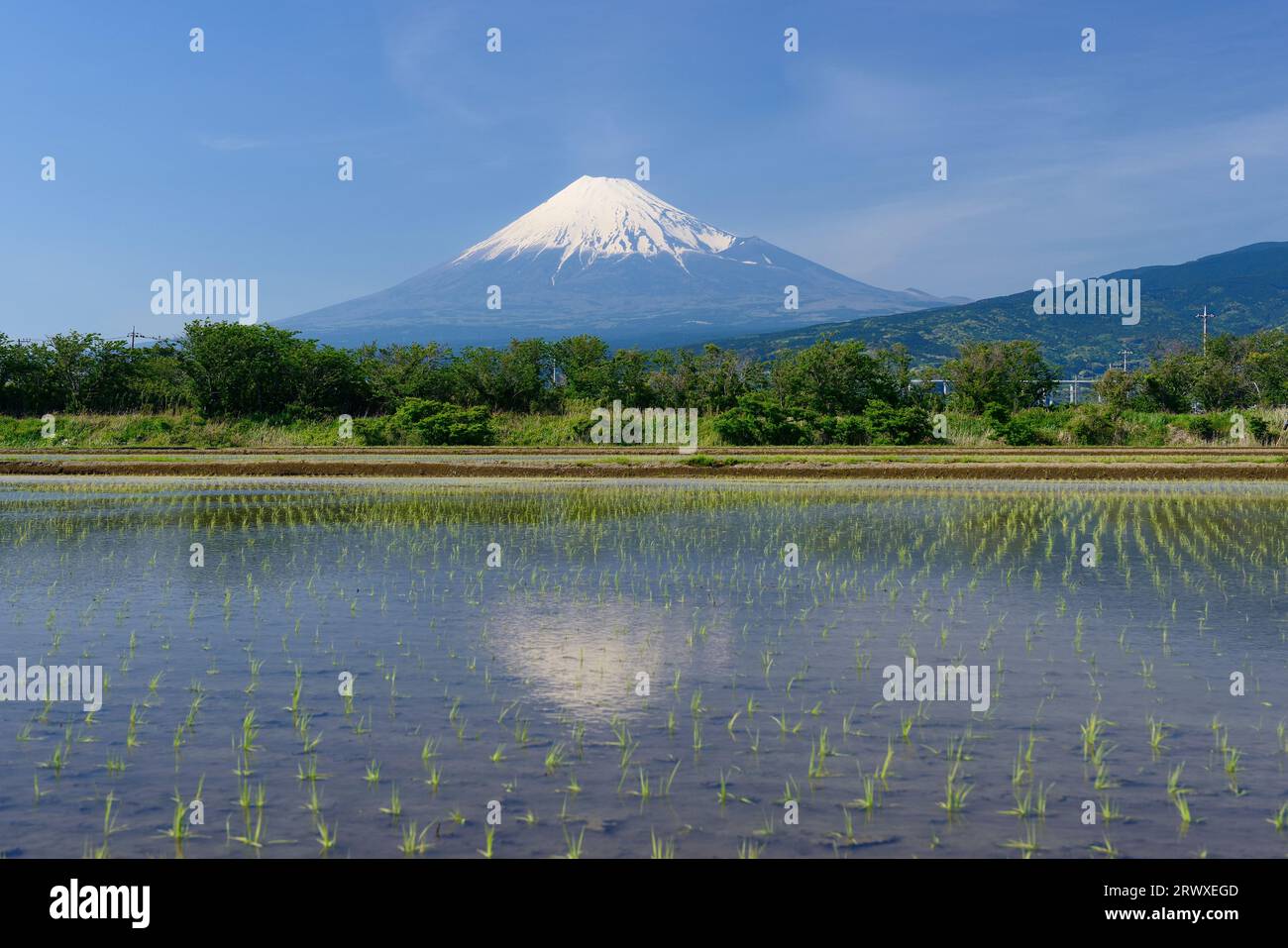 Il Fuji si riflette nelle risaie della città di Fuji Foto Stock