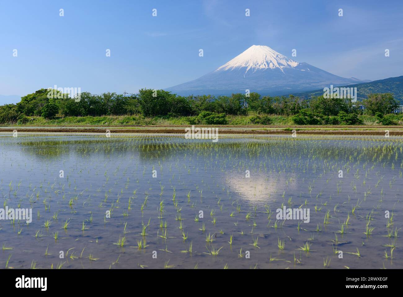 Il Fuji si riflette nelle risaie della città di Fuji Foto Stock