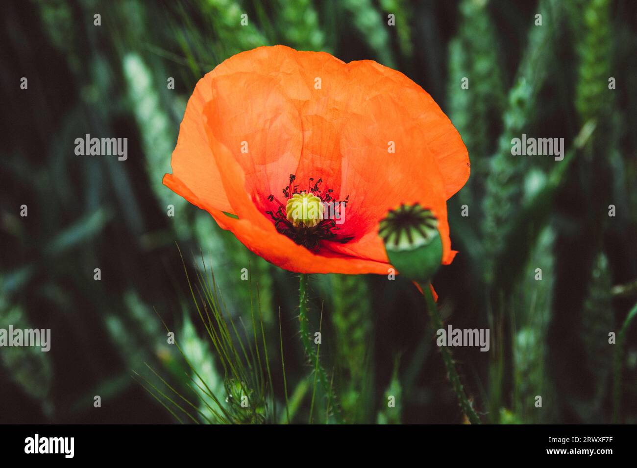 Papaveri in un campo di orzo Foto Stock