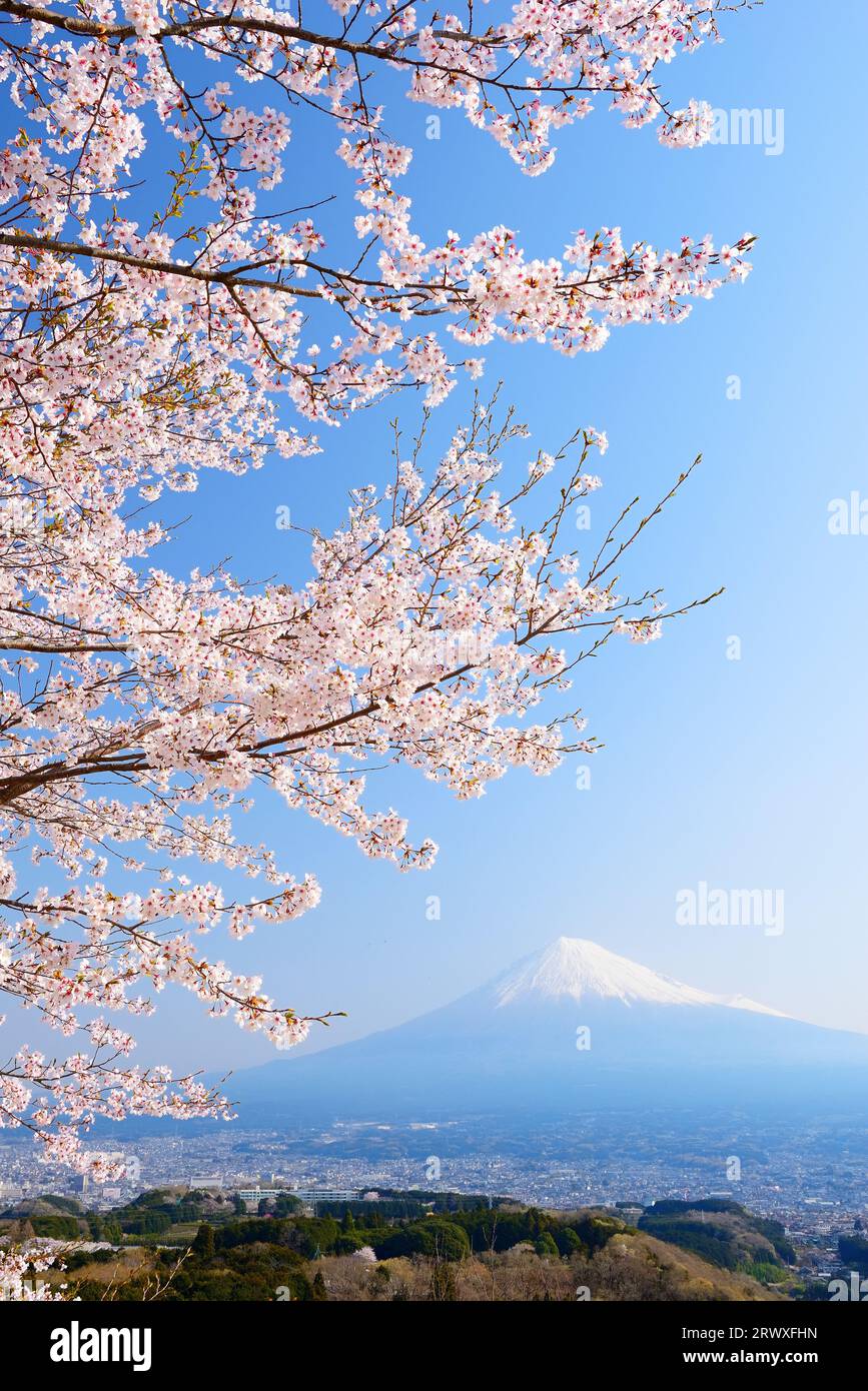 Fuji con fiori di ciliegio, prefettura di Shizuoka Foto Stock