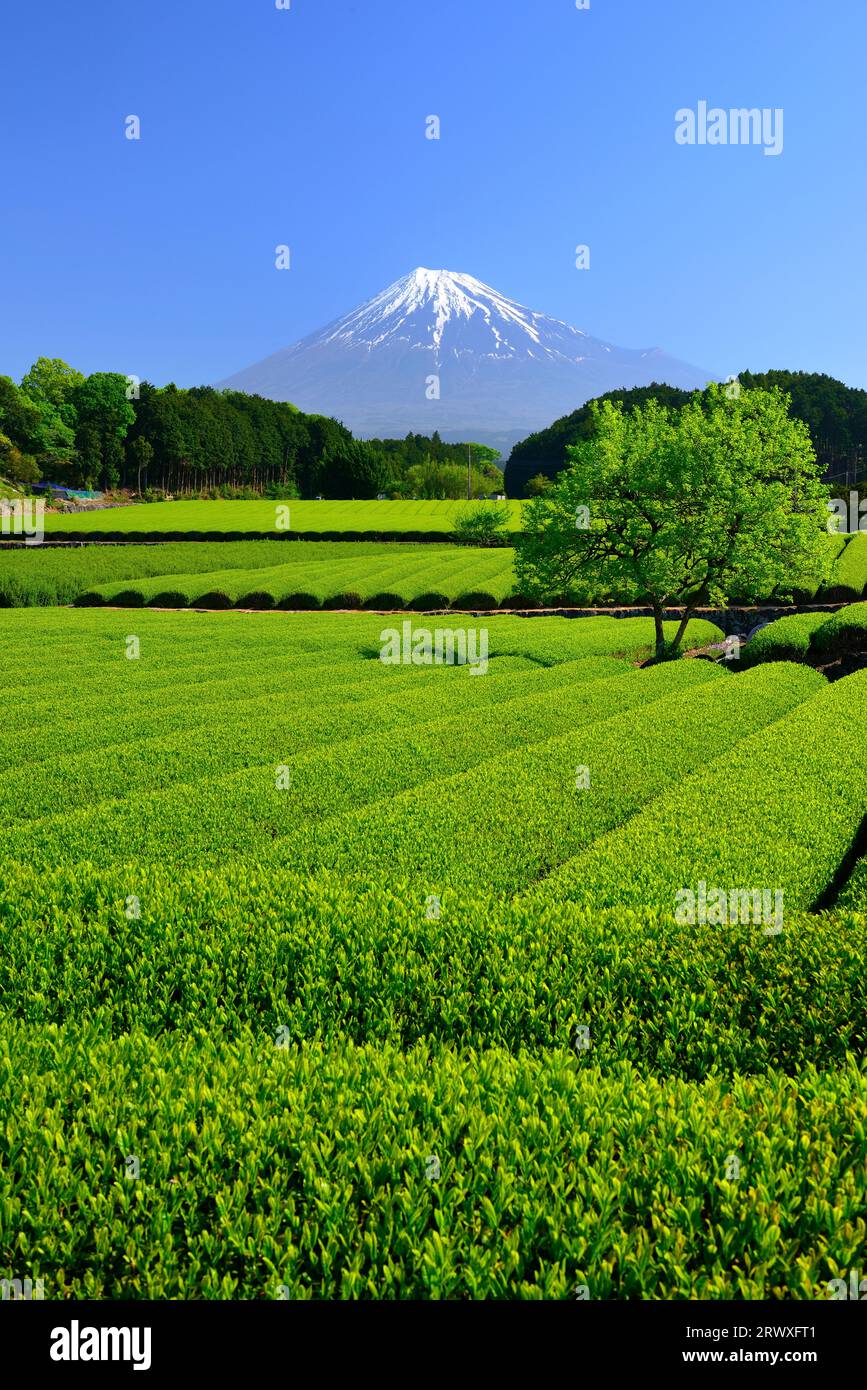 Fuji dalla città di Fuji, prefettura di Shizuoka Foto Stock
