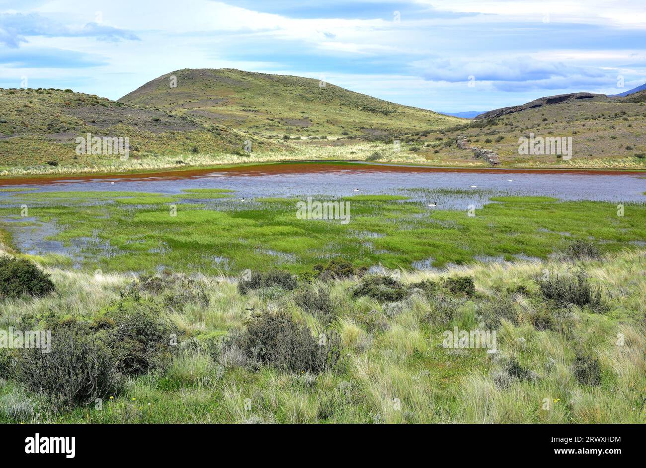 Parco Nazionale Torres del Paine. Laguna de Los Cisnes con uccelli. Provincia de ultima speranza, Magallanes y Antartica Chilena. Foto Stock