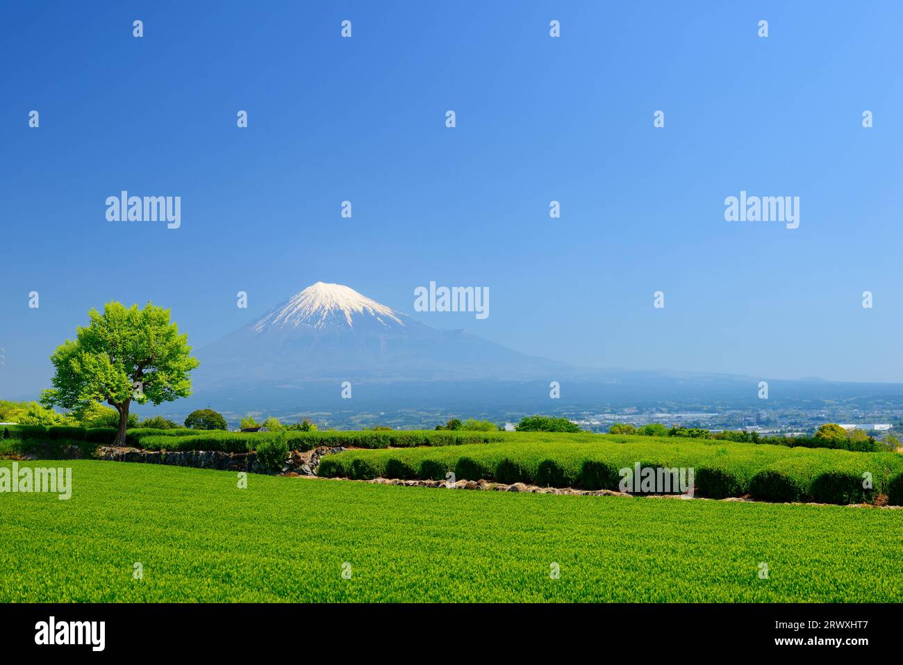 Fuji da una piantagione di tè a Iwamotoyama nella città di Fuji, prefettura di Shizuoka Foto Stock