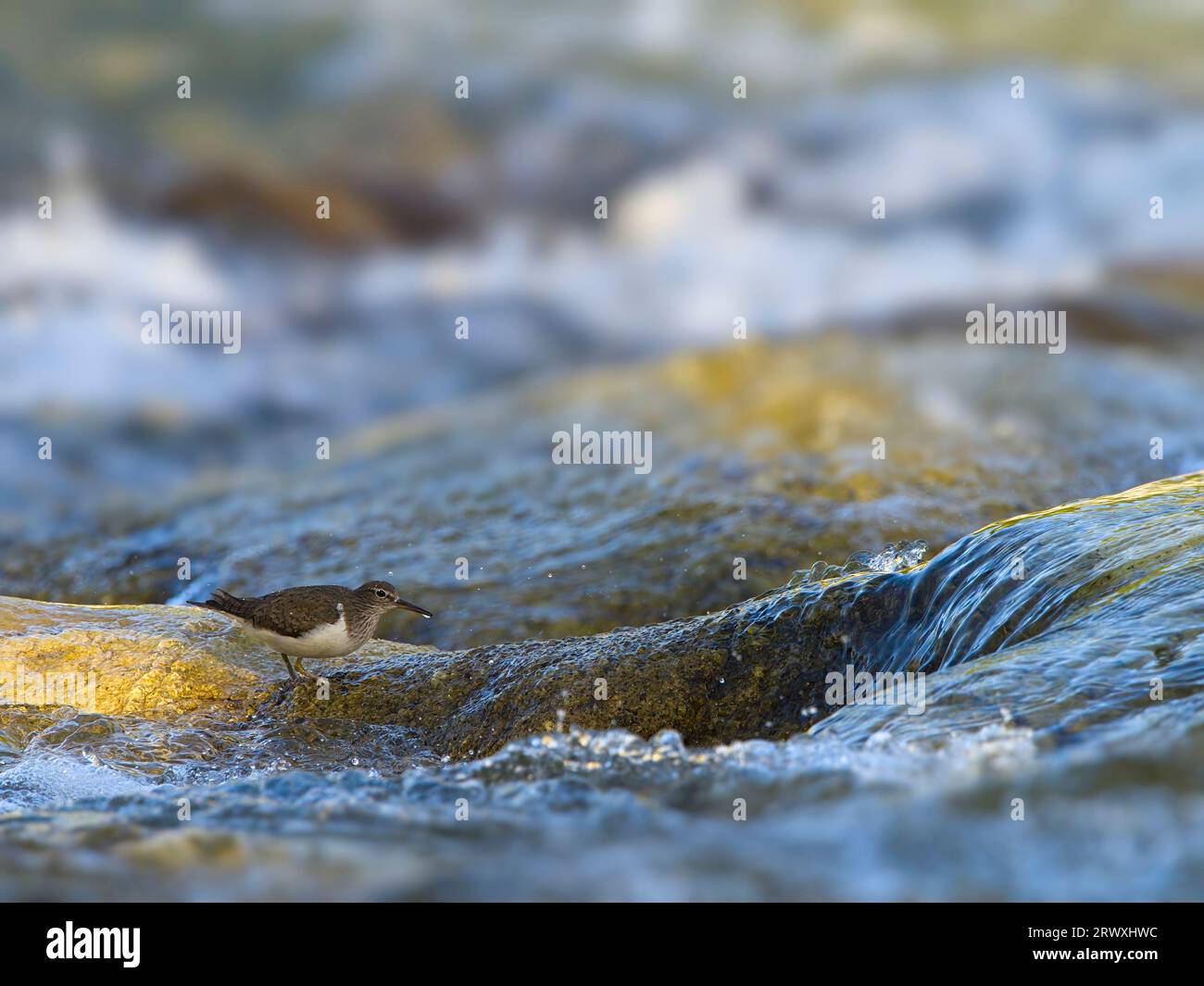 Un comune sandpiper che cammina lungo una zona di ruscelli del ​​the fiume Saja in cerca di cibo. Actite hypoleucos. Foto Stock