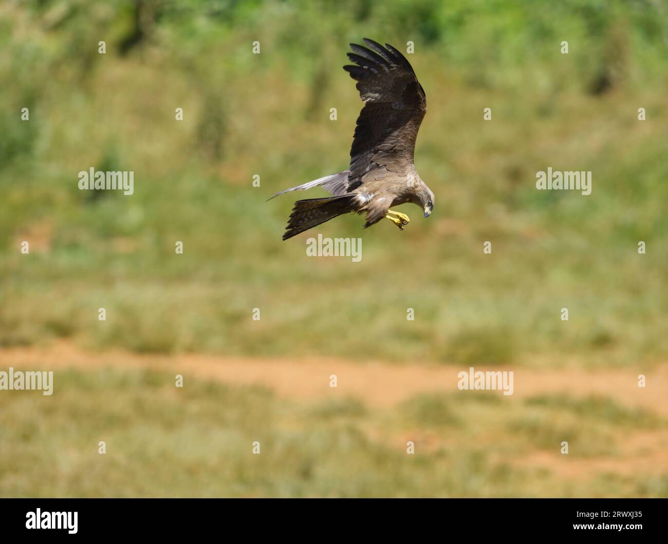 Un primo piano di un aquilone nero che vola. Milvus migrans. Foto Stock