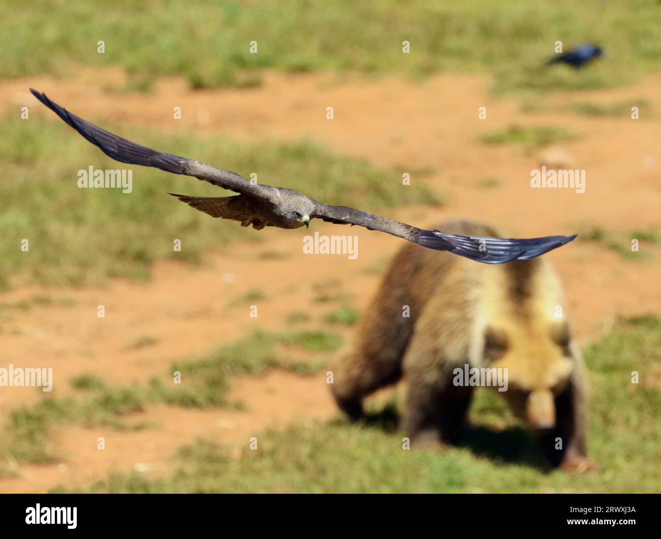 Un primo piano di un aquilone nero che vola, alla ricerca di frammenti di cibo nel recinto degli orsi del Parco naturale di Cabarceno. Milvus migrans. Foto Stock Un primo piano di un aquilone nero che vola, alla ricerca di frammenti di cibo nel recinto degli orsi del Parco naturale di Cabarceno. Milvus migrans. Foto Stock