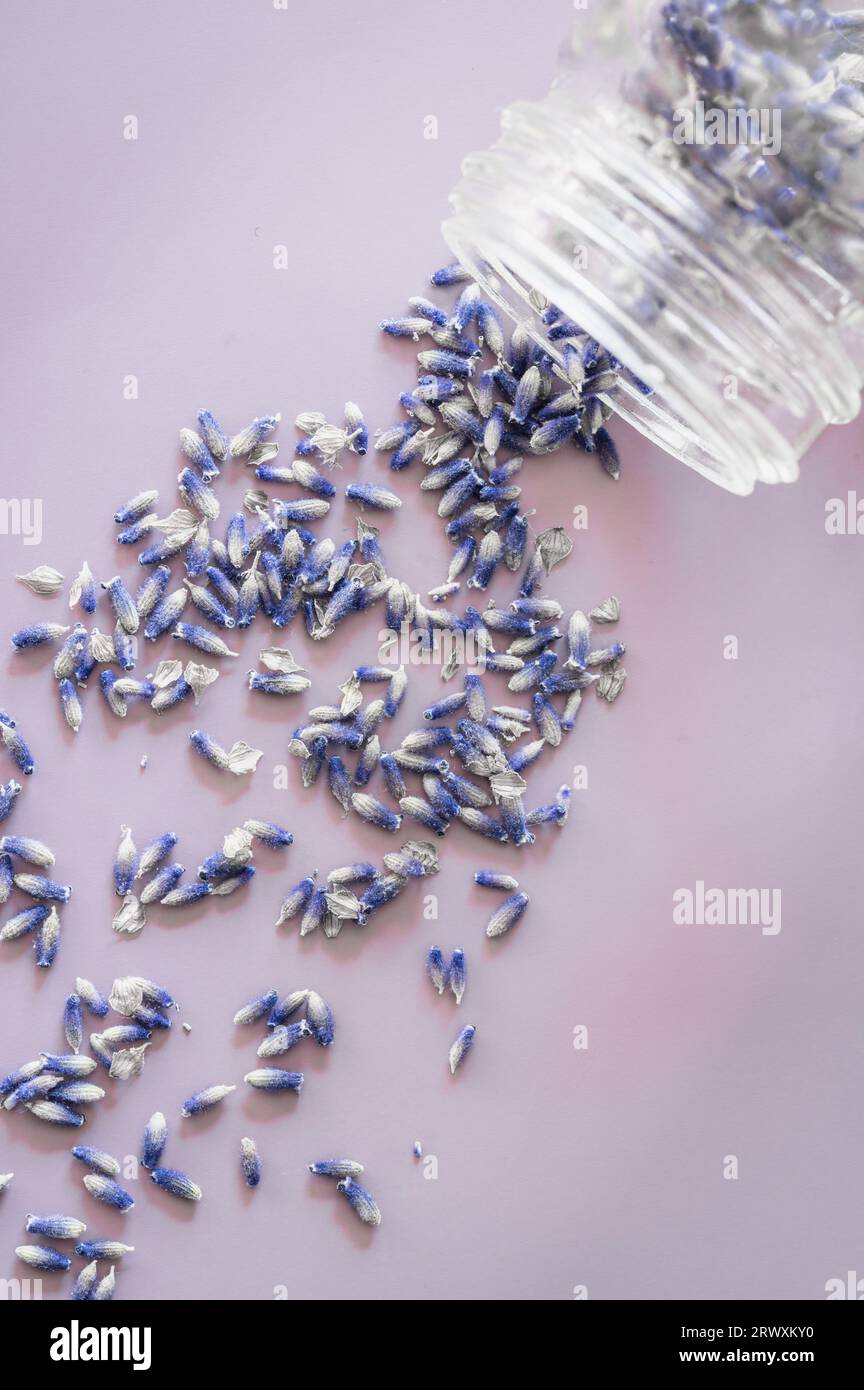 Un recipiente di vetro trasparente che fuoriesce lavanda secca su sfondo viola Foto Stock