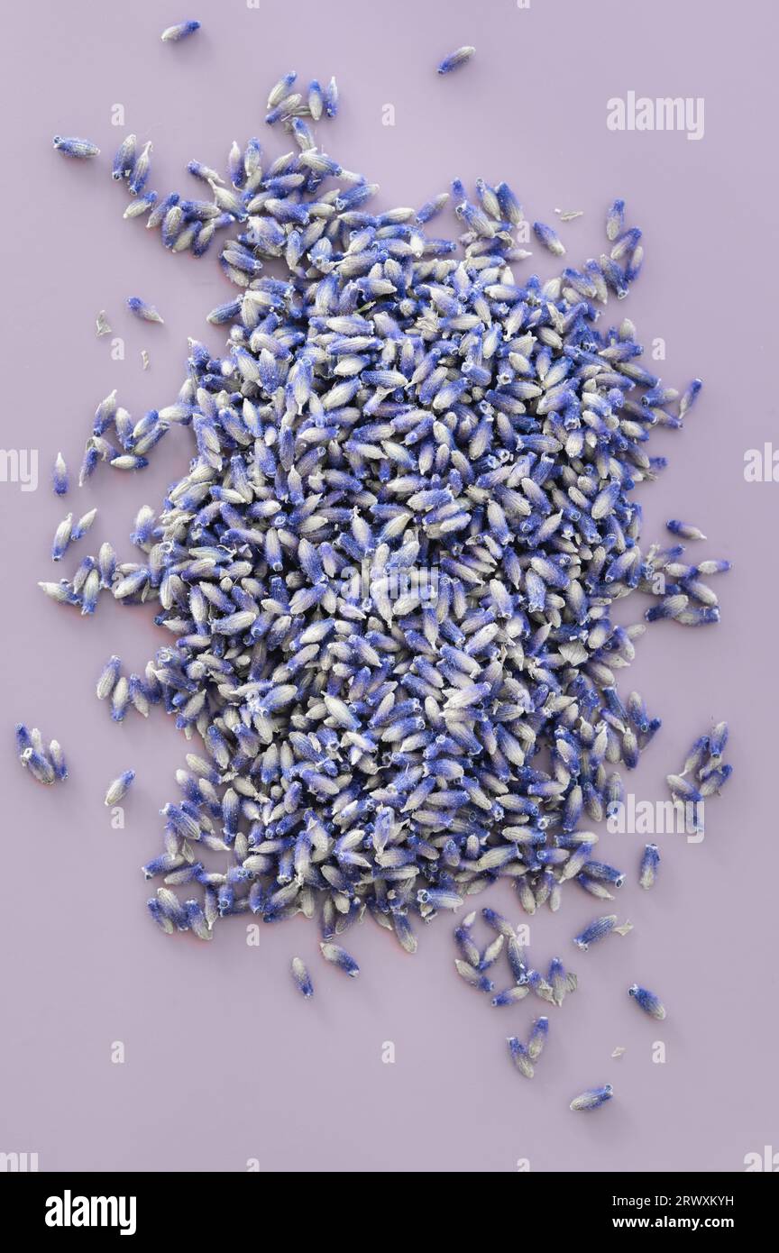 Un mucchio di boccioli di lavanda secchi su sfondo viola Foto Stock