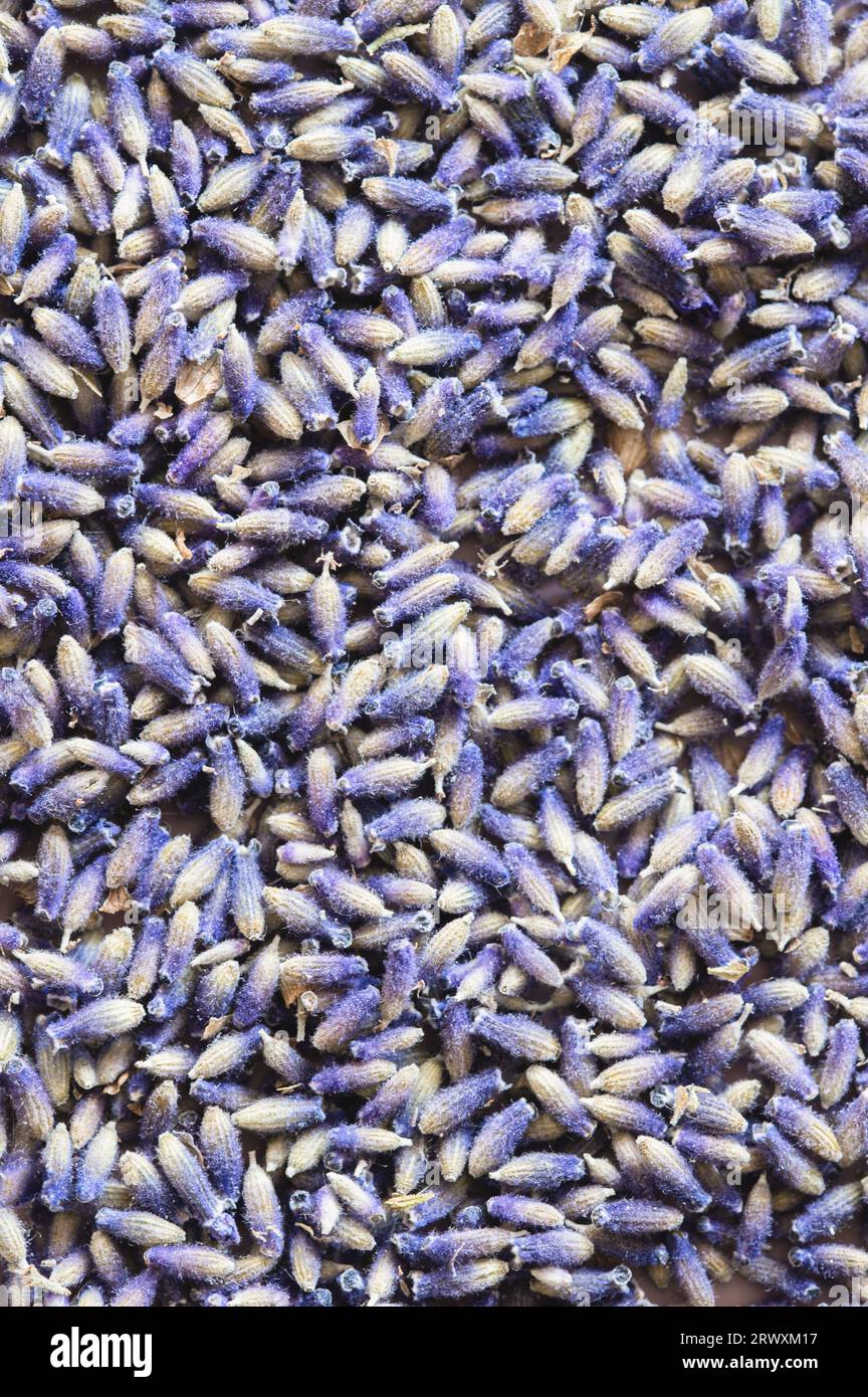 Cornice completa di boccioli di lavanda secchi Foto Stock