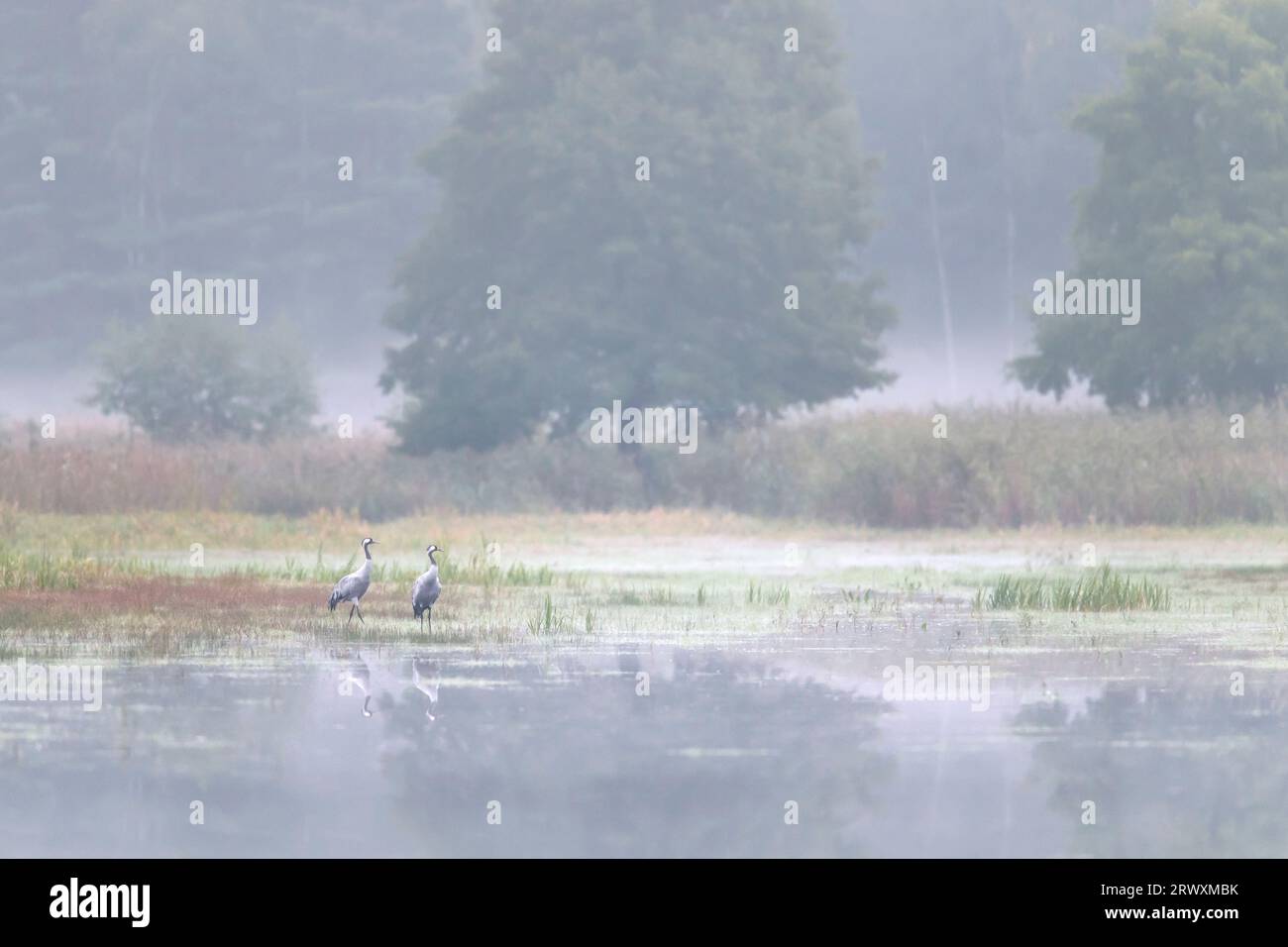 Due gru comuni / gru eurasiatica (Grus grus) si accoppiano in acque poco profonde di stagno nella foresta nella nebbia in autunno / autunno, Sassonia / Sachsen, Germania Foto Stock