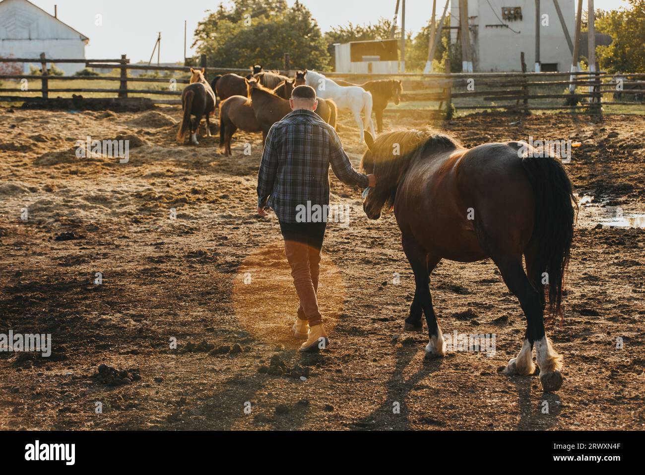 Il contadino conduce il cavallo alla stalla dopo il lavoro. Sunset, concetto di manodopera. Foto Stock