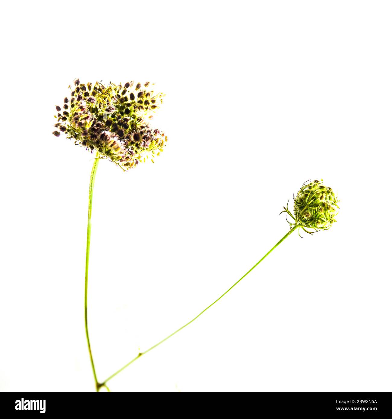 Si tratta di una versione manipolata di un'immagine STILL Life ad alto valore di una testa di seme Foto Stock
