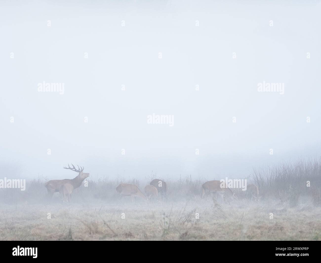 La silhouette di un cervo rosso maschile spicca tra la nebbia durante il rut, controllando un gruppo di femmine. Cervus elaphus. Foto Stock