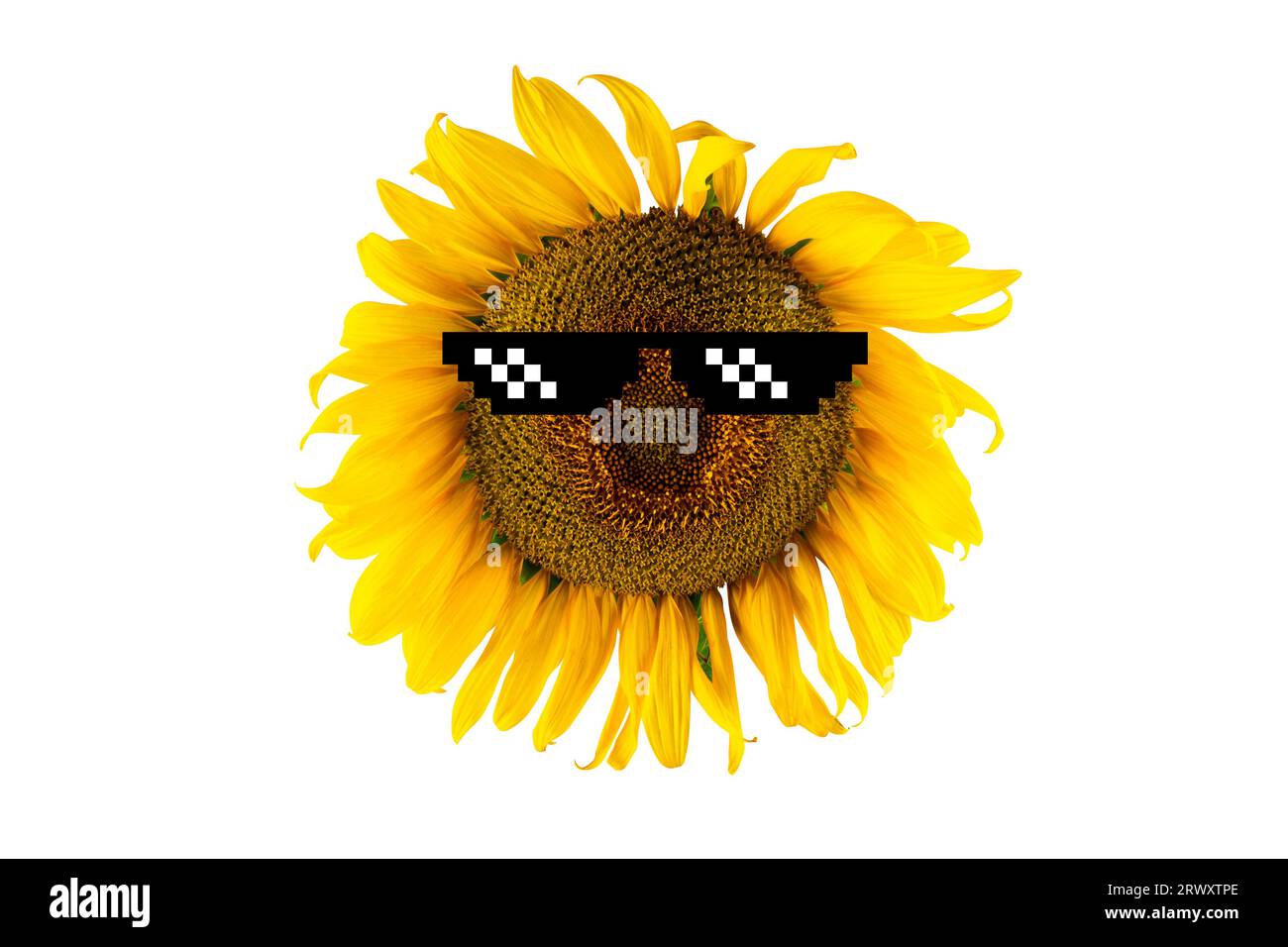 Girasole giallo fiorito in occhiali (primo piano), isolato su sfondo bianco. Concetto di agricoltura, produzione agricola e di olio vegetale Foto Stock