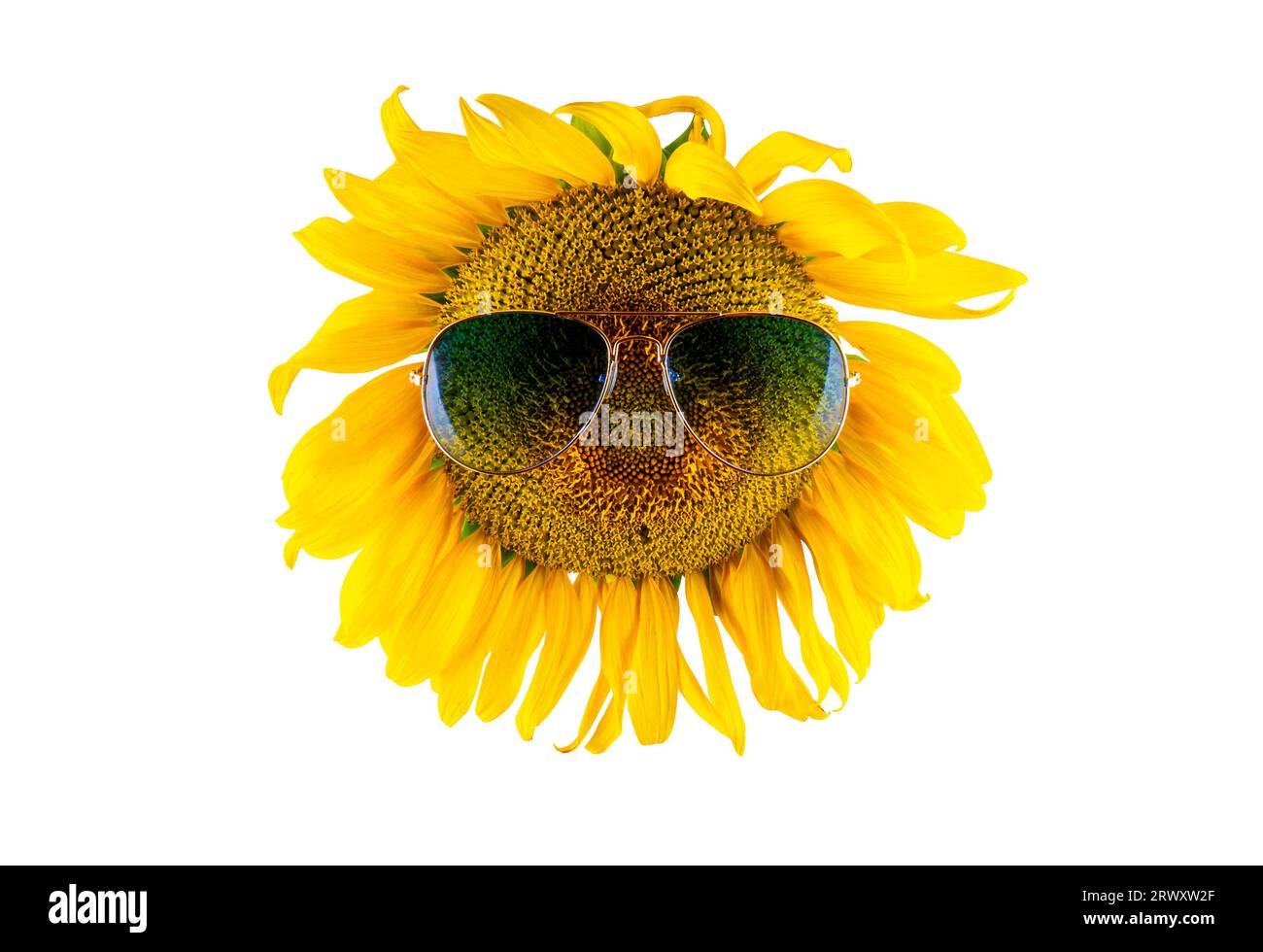 Girasole giallo fiorito in occhiali (primo piano), isolato su sfondo bianco. Concetto di agricoltura, produzione agricola e di olio vegetale Foto Stock