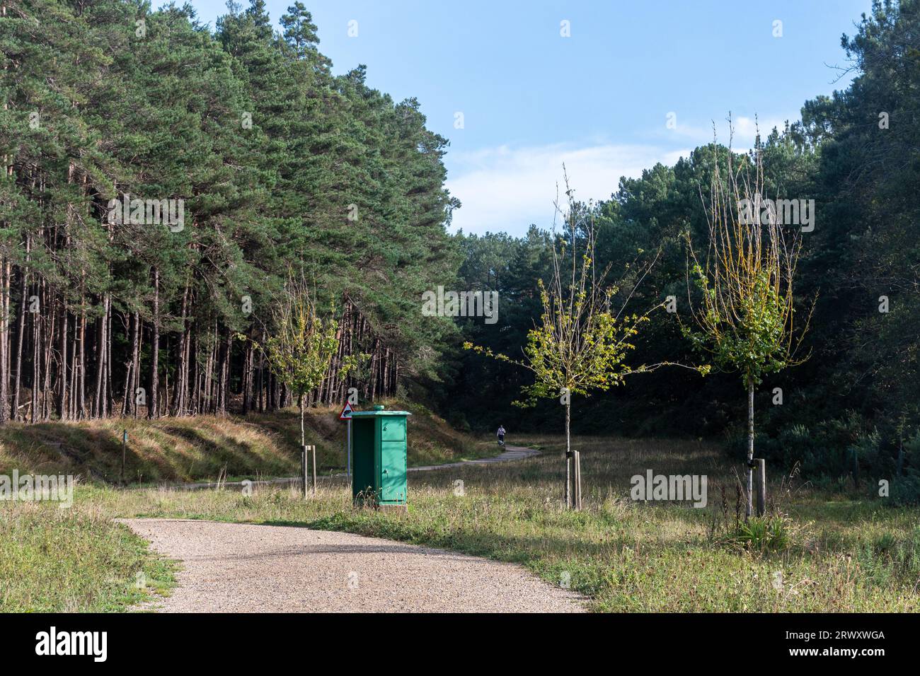 Buccklers Forest, ex Transport Research Laboratoy TRL Land Restored for Nature, Crowthorne, Berkshire, Inghilterra, Regno Unito Foto Stock