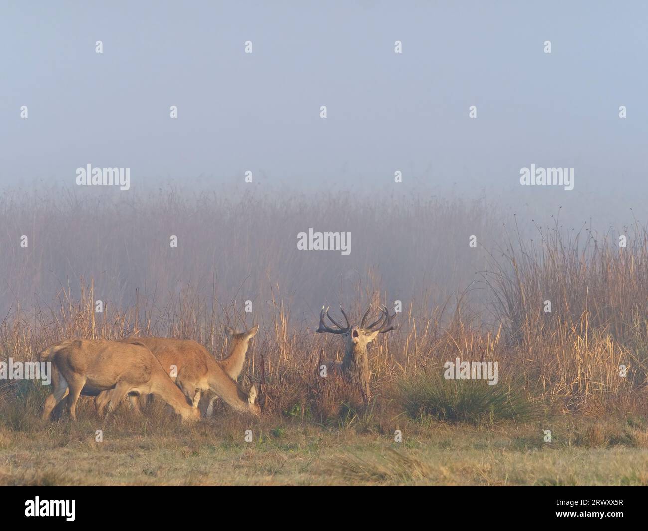 Inglés Un cervo rosso maschio piange accanto a un gruppo di femmine, tra le canne di una laguna, in un ambiente nebbioso. Cervus elaphus. Foto Stock