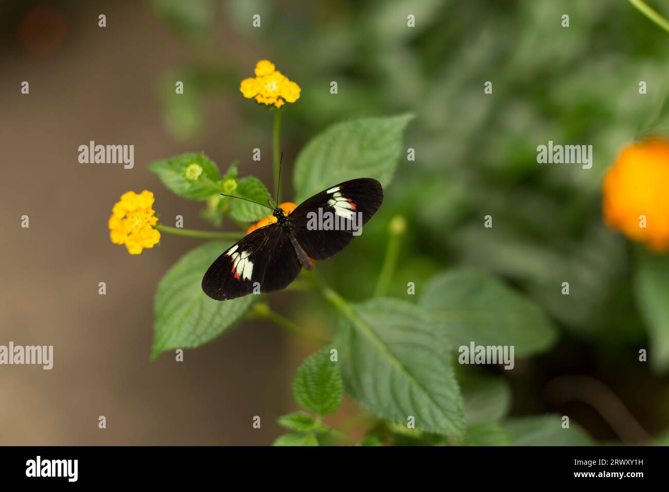 Farfalla appoggiata su una foglia di pianta. Foto Stock