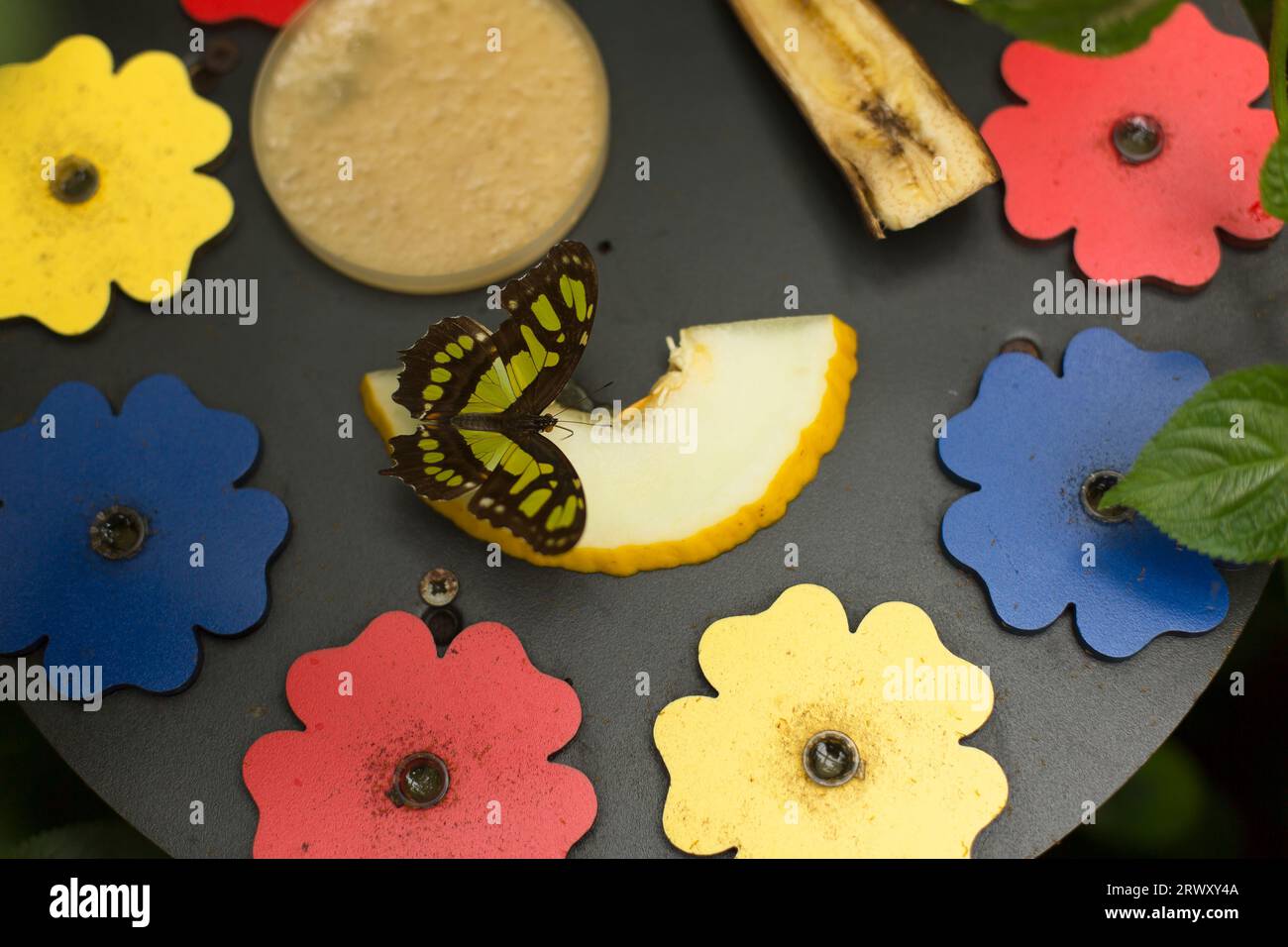 Farfalla poggiata su un frutto. Foto Stock