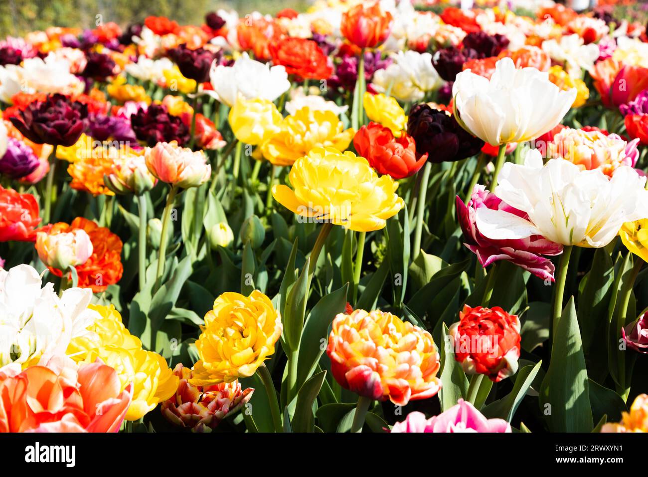 Campo tulipani in fiore in Olanda, primavera - bellissimo sfondo multicolore, luce del sole Foto Stock