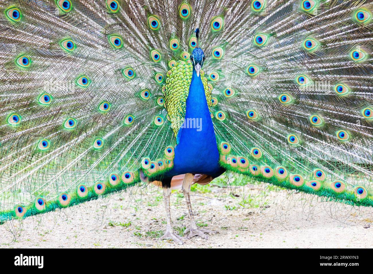 Ritratto di Peacock - bellissima piuma colorata di Peackock, nessuno, isolato. Foto Stock