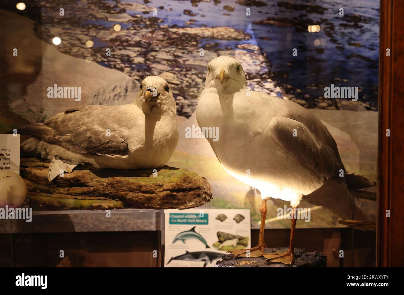 Whitby Museum, un museo indipendente vittoriano ricco di affascinanti collezioni di fossili locali, storia naturale, modellini di navi e molto altro, Regno Unito Foto Stock