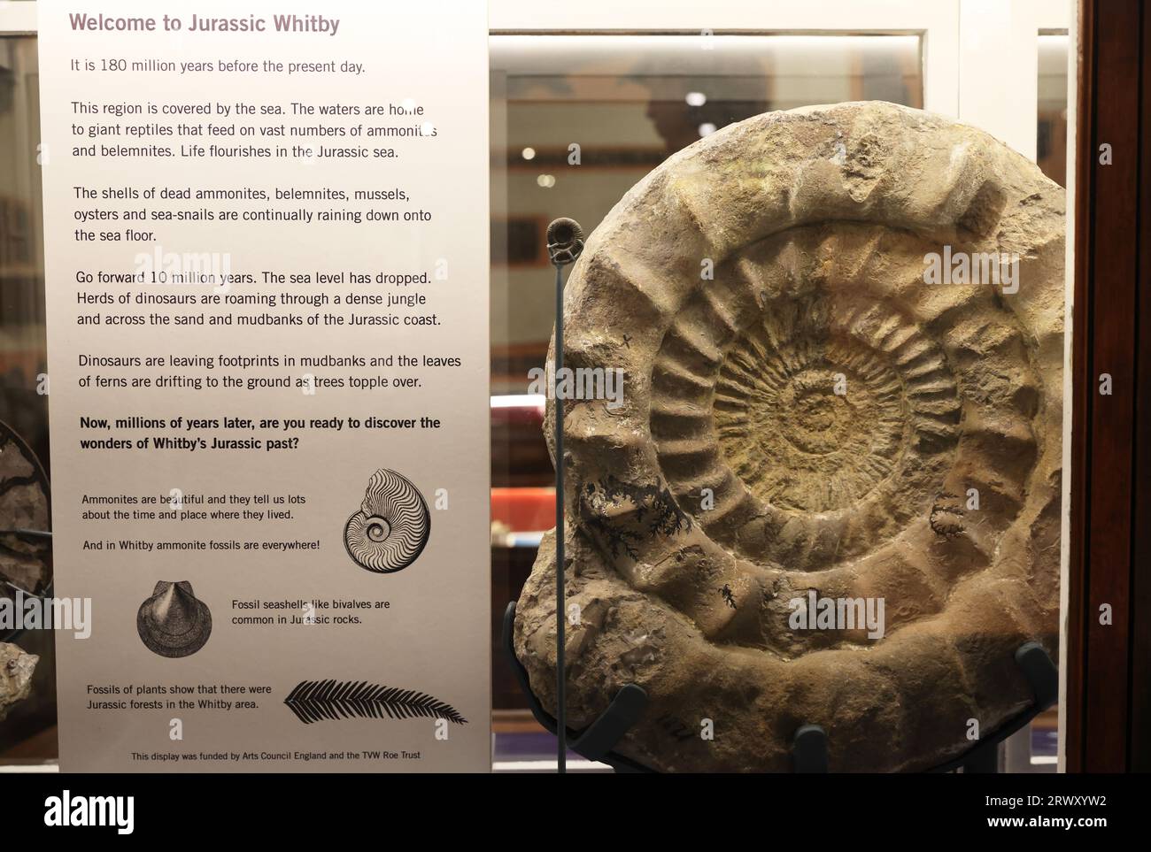 Whitby Museum, un museo indipendente vittoriano ricco di affascinanti collezioni di fossili locali, storia naturale, modellini di navi e molto altro, Regno Unito Foto Stock