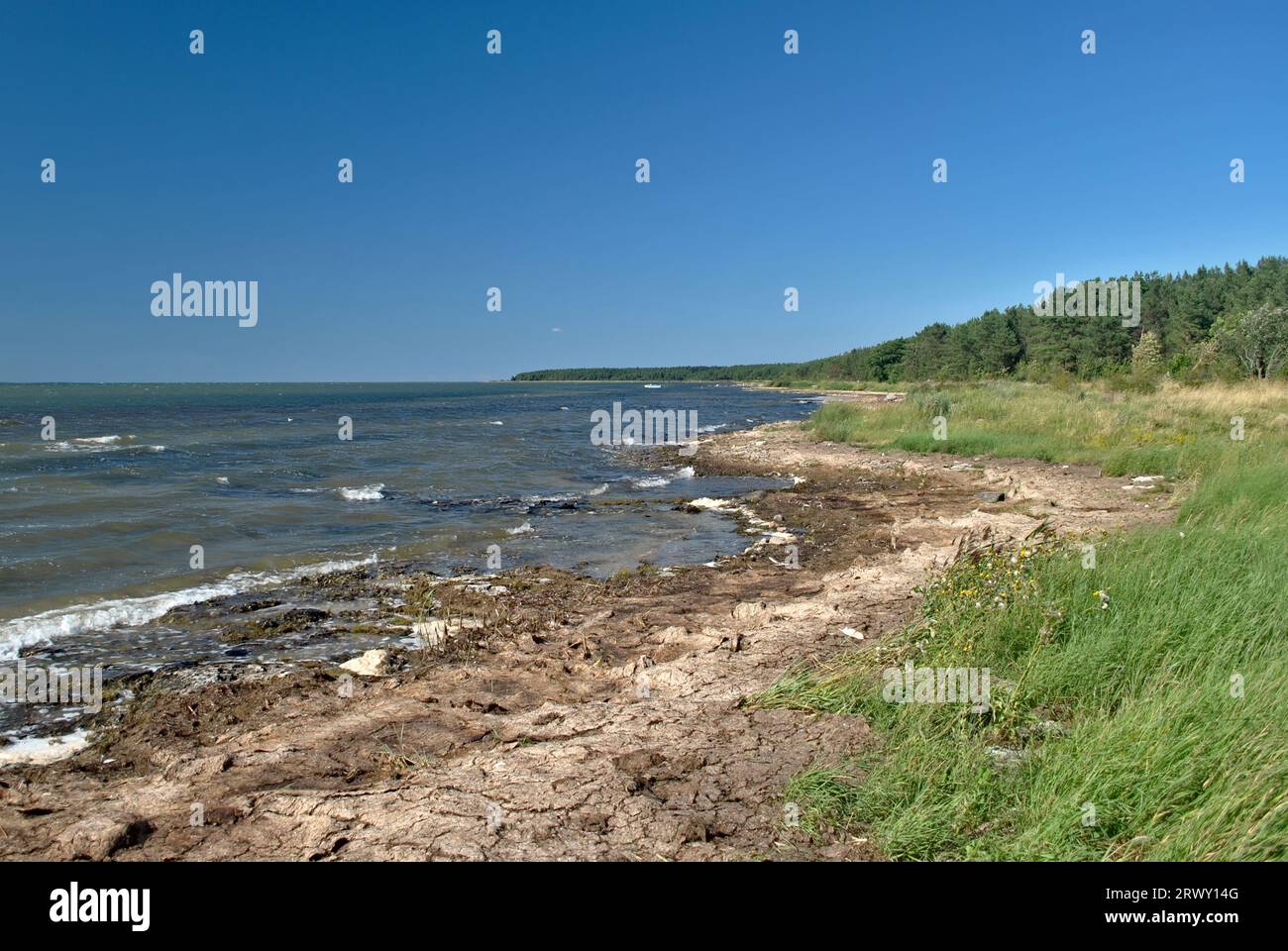 Costa sull'isola estone di Saaremaa. Vacanze estive nel baltico. Foto Stock