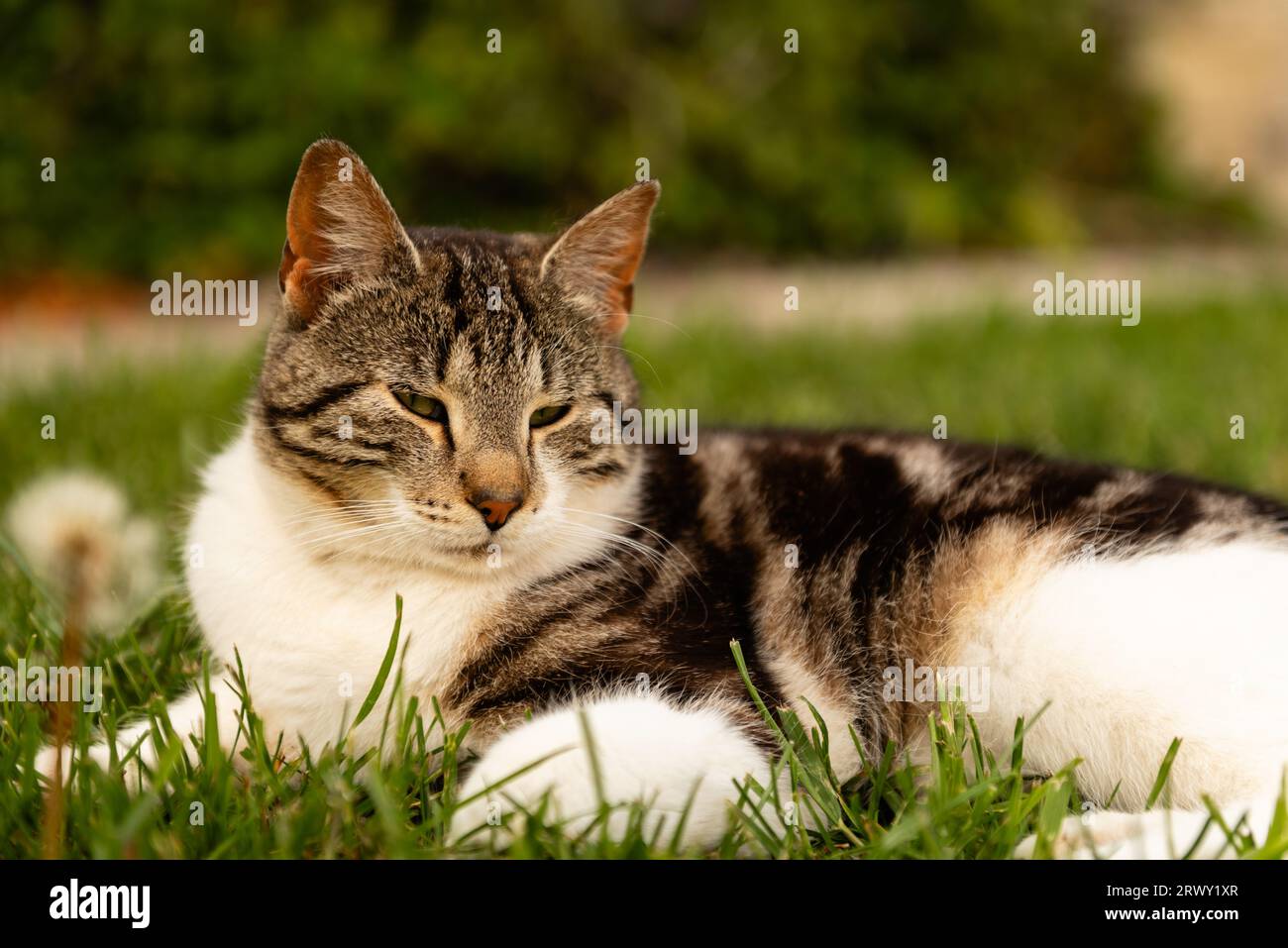 piccolo gatto bianco e grigio, gattino da vicino Foto Stock
