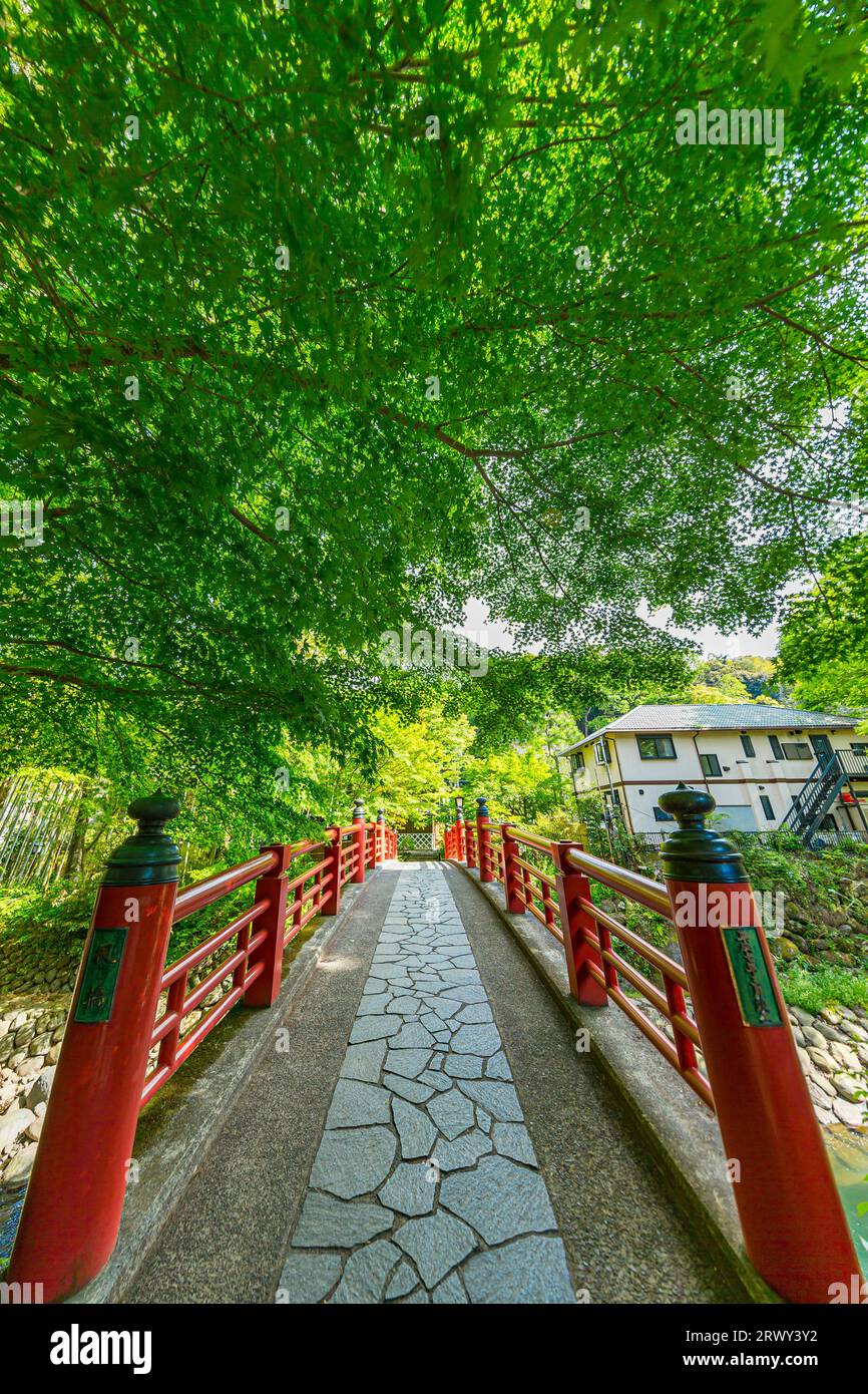 Shuzenji Onsen Kaede-bashi Ponte che brilla nel verde fresco della primavera (paesaggio da nord a sud) Foto Stock