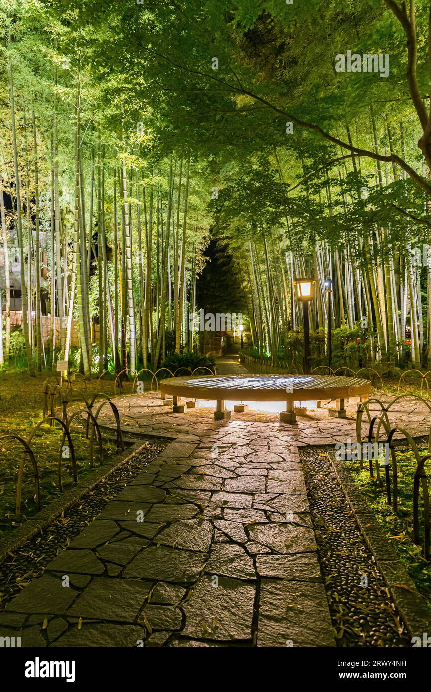 Shuzenji Onsen il percorso attraverso il boschetto di bambù circondato da verde fresco e illuminato (paesaggio da est a ovest) Foto Stock