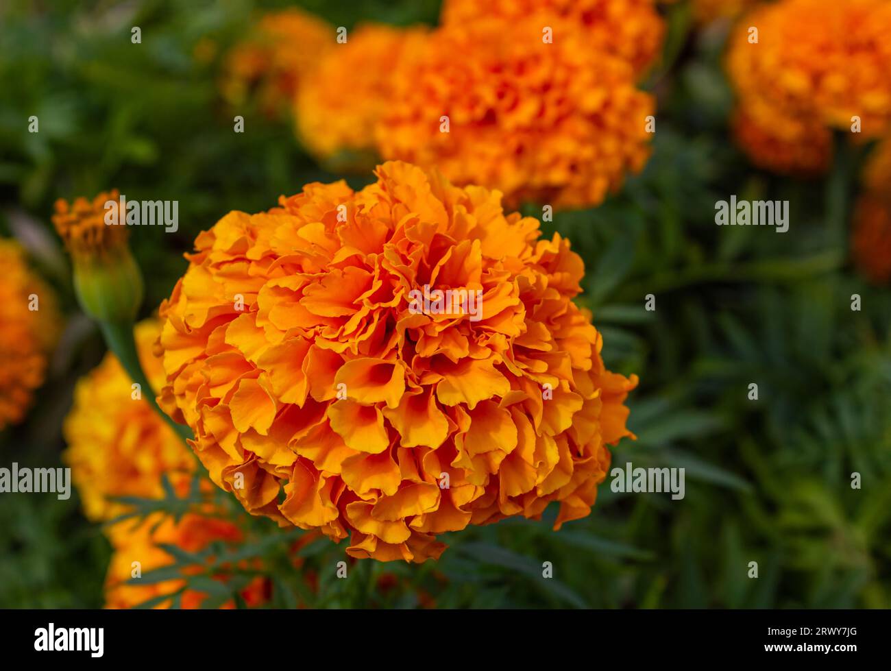 Fiori di arancio Marigold o Tagetes Marigolds o Ganda. Fiori d'arancio con foglie verdi nel giardino autunnale. Foto Stock