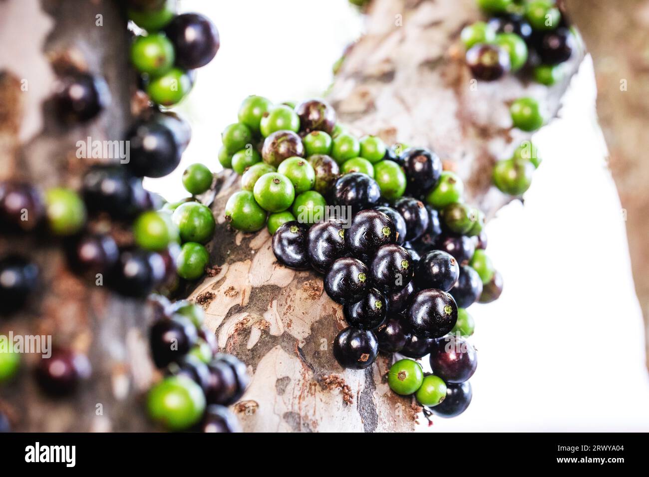 la jabuticaba o jaboticaba è il frutto della jaboticabeira o jabuticabeira, un albero da frutto brasiliano della famiglia myrtaceae, originario dell'Atlantico Foto Stock