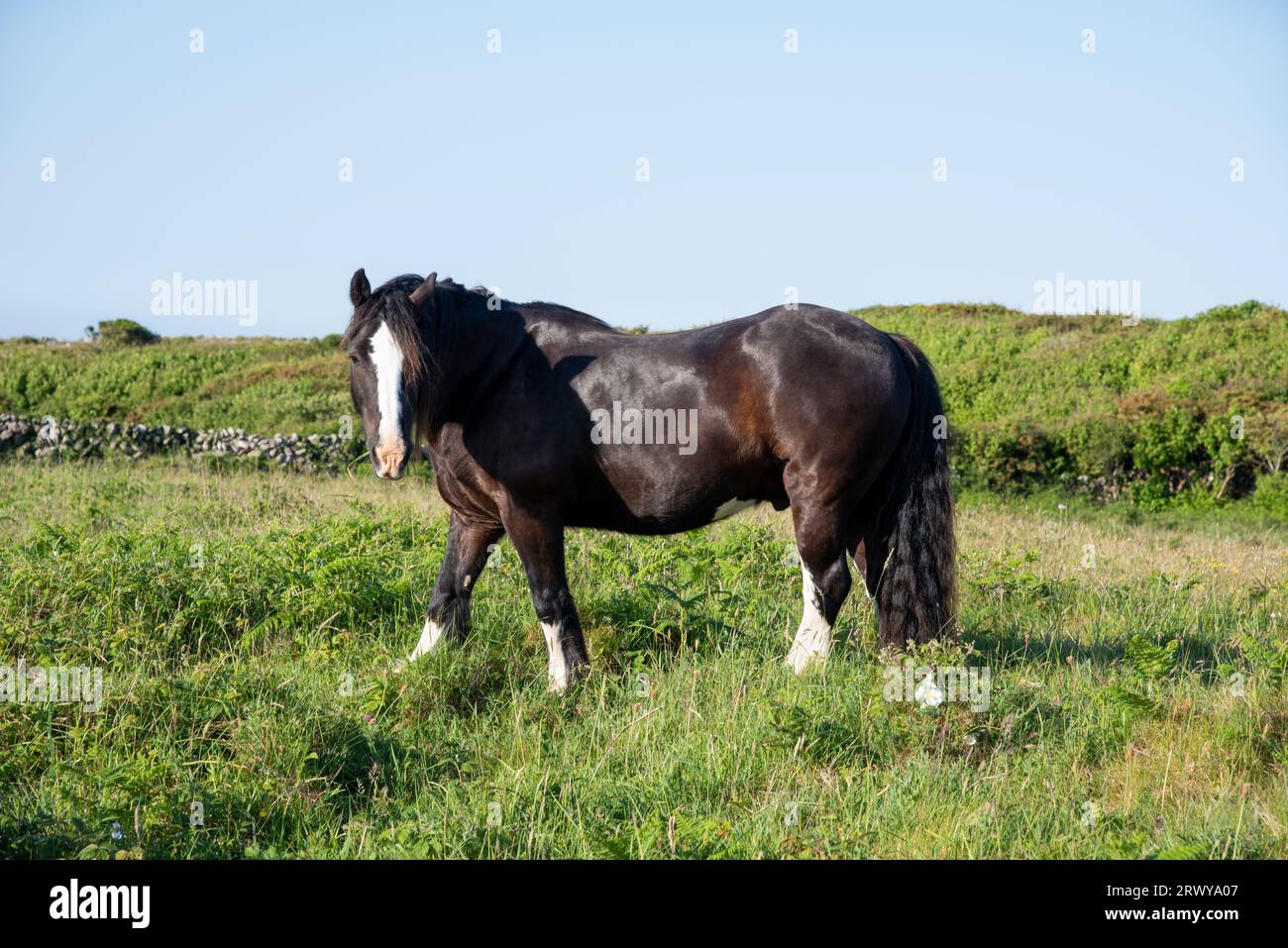 Cavallo marrone sul campo di erba verde, Inishmore, Irlanda Foto Stock