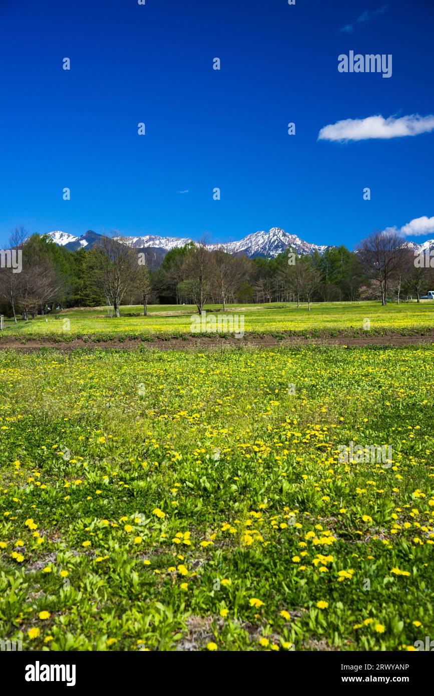 Campo di fiori di Dandelion e Yatsugatake Foto Stock