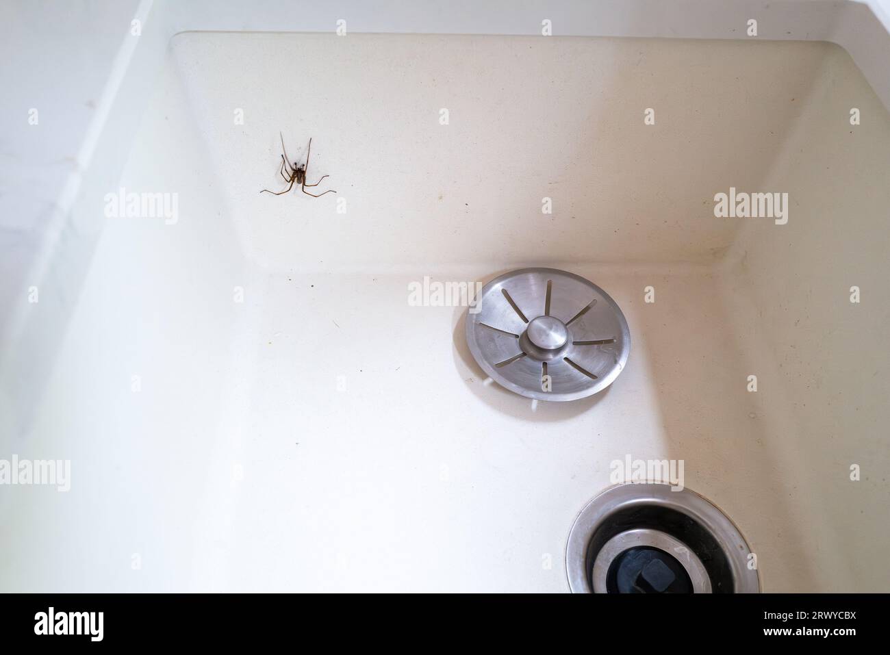 Un lavandino con un tappo di protezione in metallo e un ragno che scorre lateralmente. Il ragno in movimento presenta una leggera sfocatura. Foto Stock