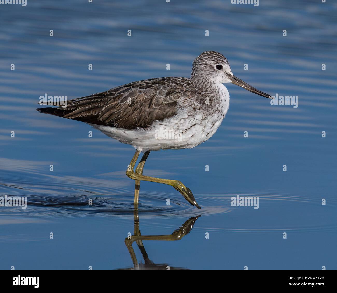 Tringa nebularia Foto Stock