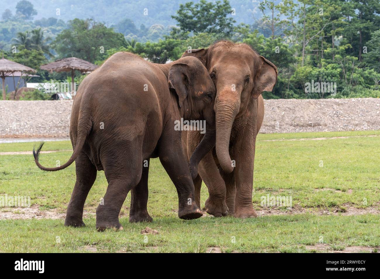 Due elefanti femminili giocano insieme, nel Parco naturale degli Elefanti, un santuario di salvataggio e riabilitazione per gli animali che sono stati abusati e sfruttati, a Chiang mai, Thailandia. Sangduen 'Lek' Chailert, conosciuta come "Elephant Whisperer" della Thailandia, è nata nelle montagne settentrionali della Thailandia ed è cresciuta con suo nonno sciamano, un guaritore tradizionale che ha aiutato persone malate e ferite all'interno della sua comunità e degli animali. Lì ha assistito all'orribile abuso di elefanti che sono stati costretti a trasportare tronchi nella giungla. Ha formato la Save Elephant Foundation e l'Elephant Nature Park nel 250 Foto Stock