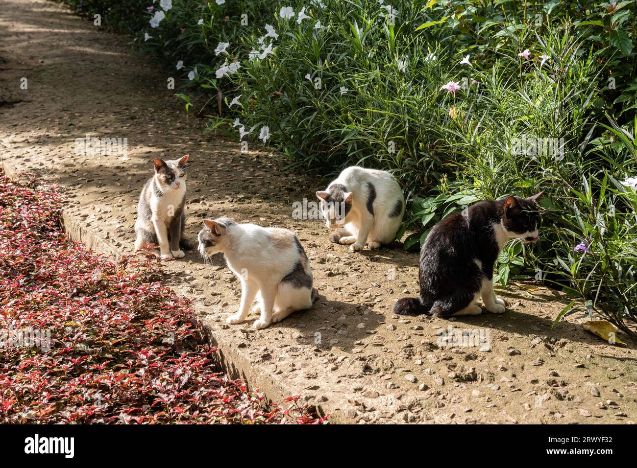 Chiang mai, Thailandia. 31 agosto 2023. I gatti di salvataggio sono visti mentre si godono le luci del sole nel giardino del santuario del Regno dei gatti, all'interno del Parco naturale degli Elefanti, un santuario di salvataggio e riabilitazione per gli animali che sono stati abusati e sfruttati, a Chiang mai, Thailandia. Sangduen ''Lek'' Chailert, conosciuta come 'Elephant Whisperer' della Thailandia, è nata nelle montagne settentrionali della Thailandia ed è cresciuta con suo nonno sciamano, un guaritore tradizionale che ha aiutato persone malate e ferite all'interno della sua comunità e degli animali. Lì ha assistito all'orribile abuso di elefanti che sono stati costretti a trasportare tronchi Foto Stock