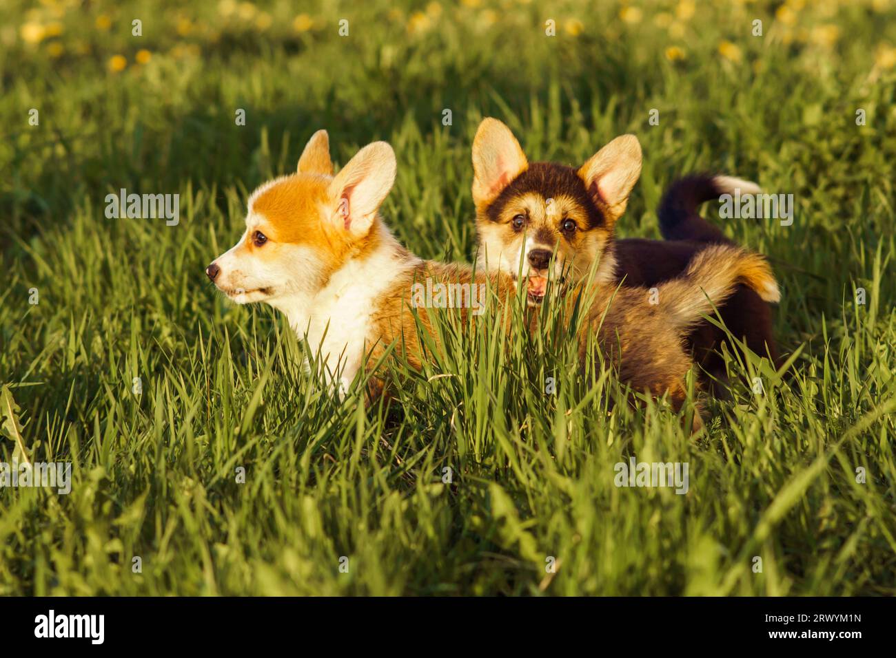 Ritratto di due graziosi piccoli cani bianchi marroni gallesi pembroke corgis che giocano su un'alta erba verde nel cortile del parco nelle giornate di sole. PET l Foto Stock