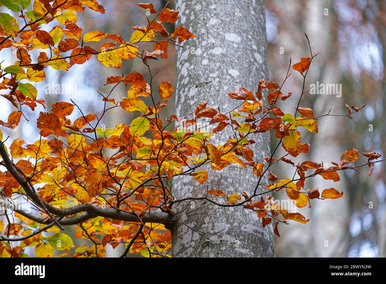 Autunno, autunno colorato, faggi colorati, Fagus sylvatica Foto Stock