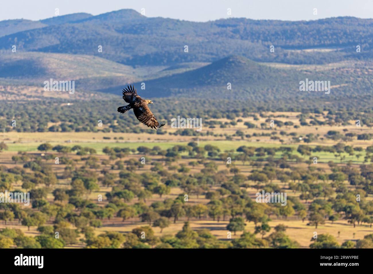 Aquila reale (Aquila chrysaetos), che sorvola dehesa, Spagna, Estremadura, Salorino Foto Stock