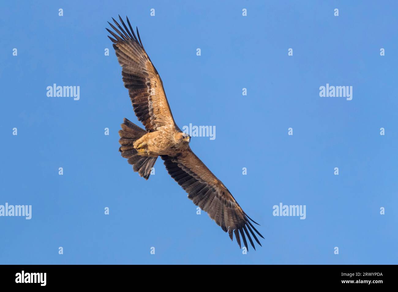 Aquila imperiale spagnola, aquila imperiale iberica, aquila di Adalberto (Aquila adalberti), giovane in volo, Italia, Toscana, Bonifica di Vecchiano Foto Stock